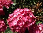                                 (2015-08-09 Hortensia_0051)