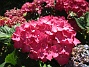 Hortensia