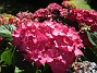 Hortensia  
                                 
2015-08-09 Hortensia_0056