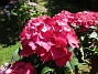 Hortensia  
                                 
2015-08-09 Hortensia_0057