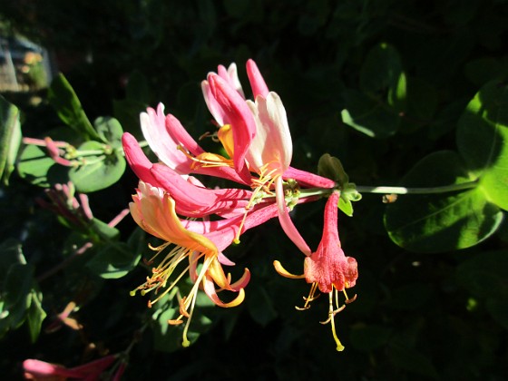 Blomsterkaprifol  
                                 
2015-08-14 Kaprifol_0007  
Granudden  
Färjestaden  
Öland