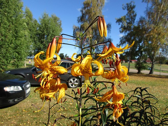 Liljor  
                                 
2015-08-14 Liljor_0048  
Granudden  
Färjestaden  
Öland