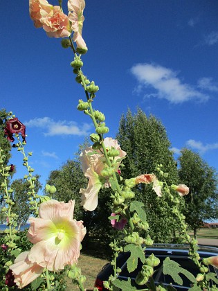 Stockros  
                                 
2015-08-14 Stockros_0034  
Granudden  
Färjestaden  
Öland