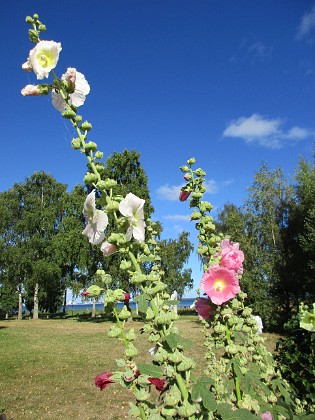 Stockros  
                                 
2015-08-14 Stockros_0041  
Granudden  
Färjestaden  
Öland