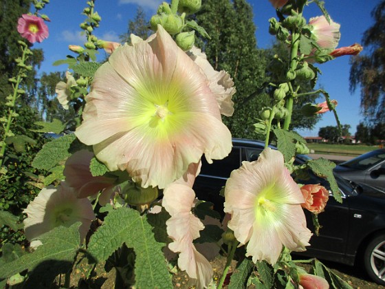 Stockros  
                                 
2015-08-14 Stockros_0044  
Granudden  
Färjestaden  
Öland