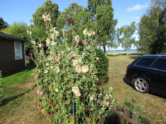 Stockros  
                                 
2015-08-14 Stockros_0045  
Granudden  
Färjestaden  
Öland