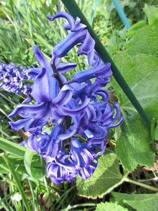 Hyacint  
                               Förr i tiden hade jag väldigt många #hyacinter men de blir allt färre och färre i min trädgård.  
2016-04-30 Hyacnt  
Granudden  
Färjestaden  
Öland