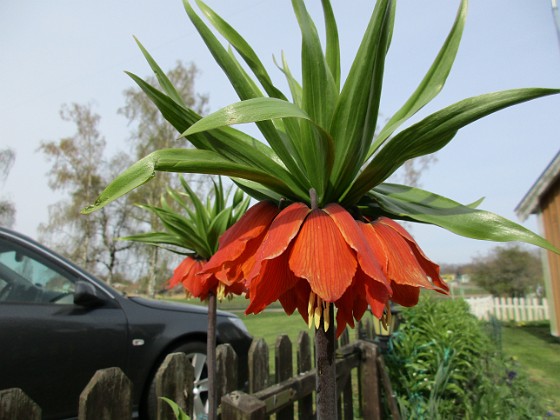 Kejsarkrona  
                               Man får lov att krypa riktigt nära samt lägga sig ner under blomman för att få en bra bild.  
2016-04-30 Kejsarkrona3  
Granudden  
Färjestaden  
Öland