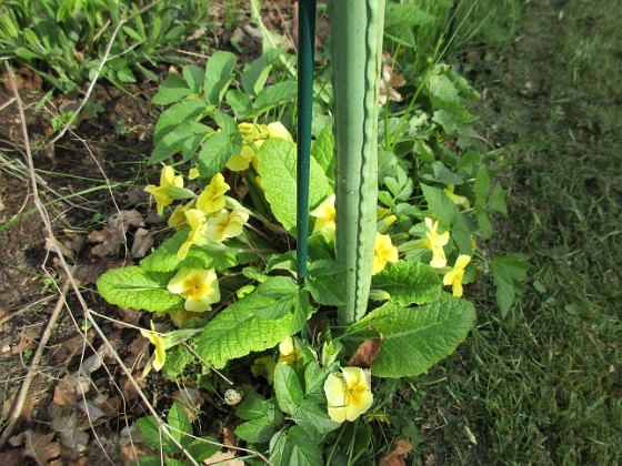 Primula  
                                 
2016-04-30 Primula_0013  
Granudden  
Färjestaden  
Öland