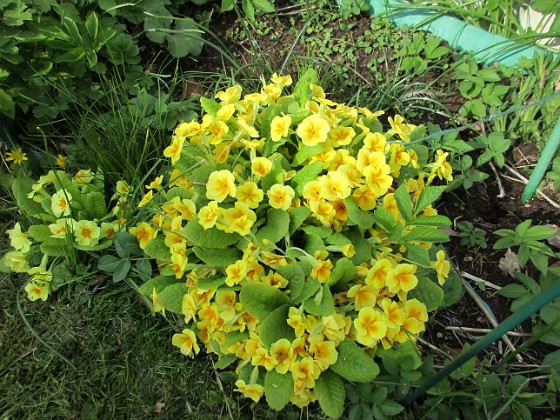 Primula