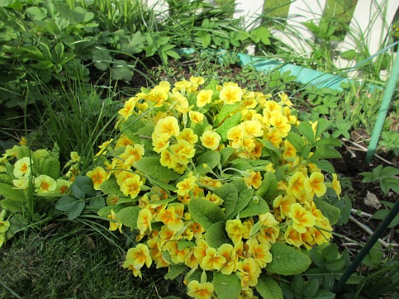 Primula 
                               