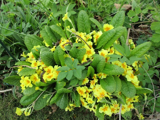 Primula 
                               