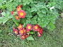 Primula  
                               Färgglatt!  
2016-04-30 Primula_0016