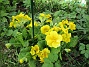 Primula