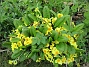 Primula  
                                 
2016-04-30 Primula_0018