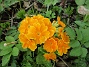 Primula