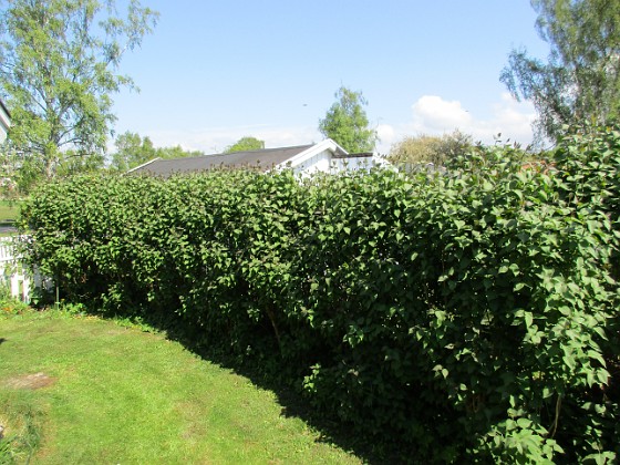 Syrenhäck 
                               Syrenhäcken, kanske blommar den i år 