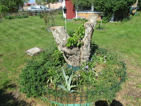                                Vi har sågat ner björken som tog alltför stor plats i trädgården.  
2016-05-14 IMG_0049  
Granudden  
Färjestaden  
Öland