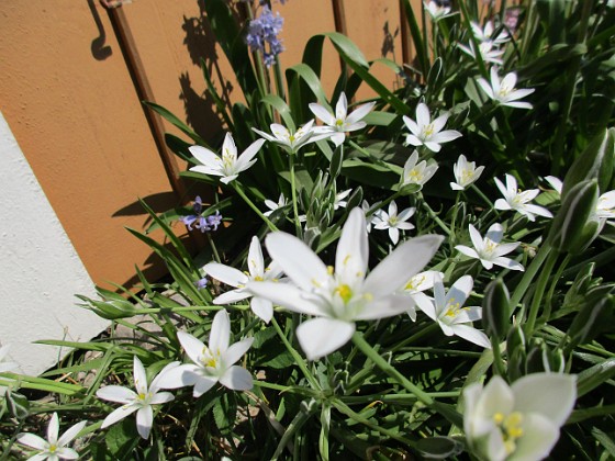 Morgonstjärna {                                Detta är för övrigt de enda blommor jag numera har framför altanen. } 