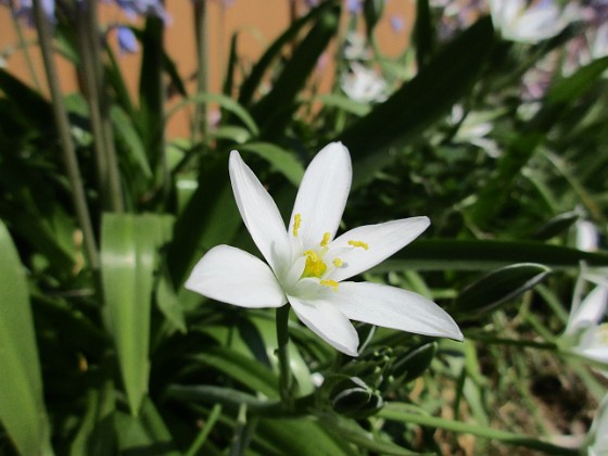 Morgonstjärna 
                               Den är en liten blomma men går man riktigt nära så blir den större :-)