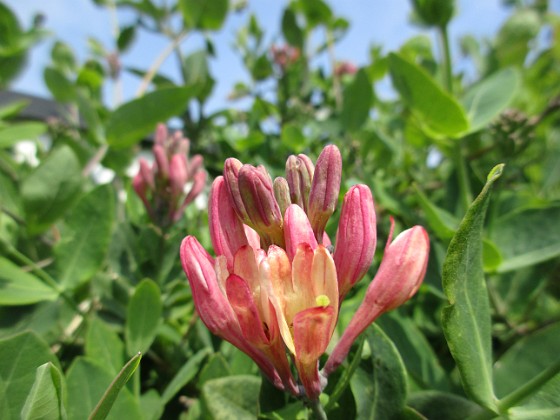 Kaprifol  
                               Nu börjar snart #kaprfolen blomma!  
2016-05-22 Kaprifol_0063  
Granudden  
Färjestaden  
Öland