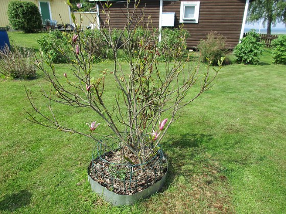 Magnolia {                                Min #magnolia har varit lite konstig i år. Först trodde vi den hade dött men så kommer lite små skrumpna blommor. } 