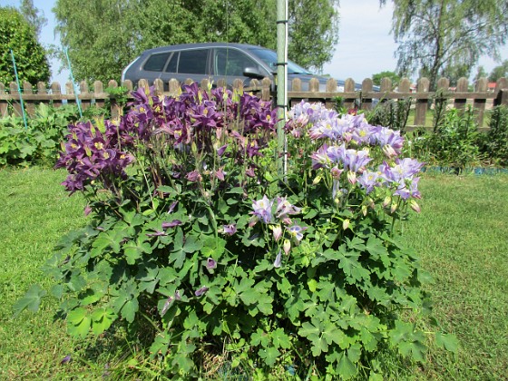 Akleja  
                                 
2016-05-29 Akleja_0009  
Granudden  
Färjestaden  
Öland