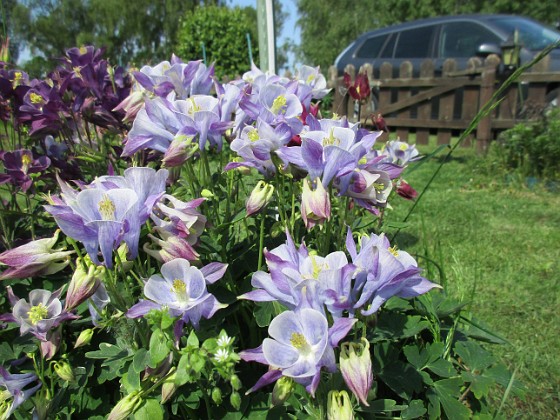 Akleja  
                                 
2016-05-29 Akleja_0014  
Granudden  
Färjestaden  
Öland