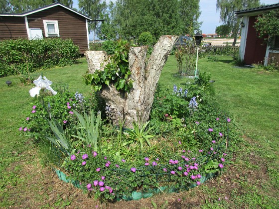 Björken  
                                 
2016-05-29 Björken_0026  
Granudden  
Färjestaden  
Öland