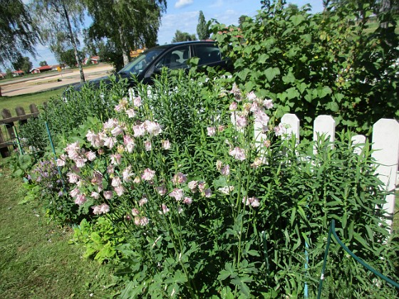 Akleja  
                                 
2016-06-05 Akleja_0083  
Granudden  
Färjestaden  
Öland