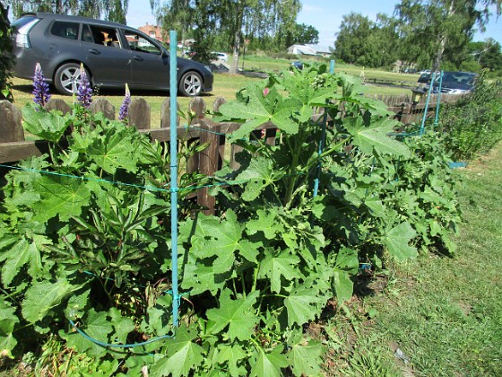 Granudden  
                               Här blir det kanske 1-2 blommor bara på mina pioner. Men desto flera stockrosor.  
2016-06-05 IMG_0014  
Granudden  
Färjestaden  
Öland