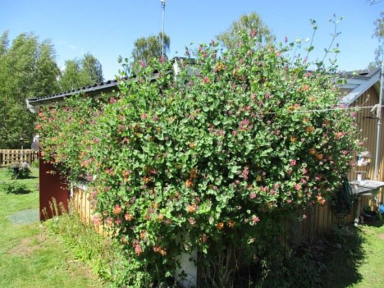 Kaprifol 
                               Kaprifolen tar snart över hela huset!