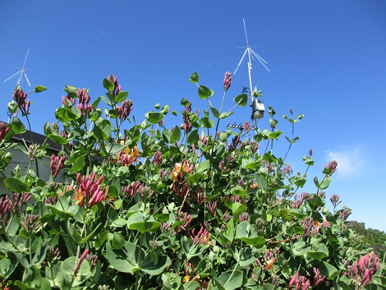 Kaprifol  
                               En av mina favoritbilder, Kaprifol med himlen som bakgrund.  
2016-06-05 Kaprifol_0060  
Granudden  
Färjestaden  
Öland