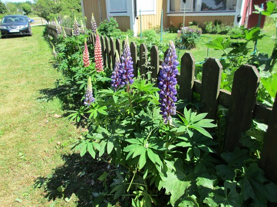 Lupin 
                               Lupinerna har börjat blomma.