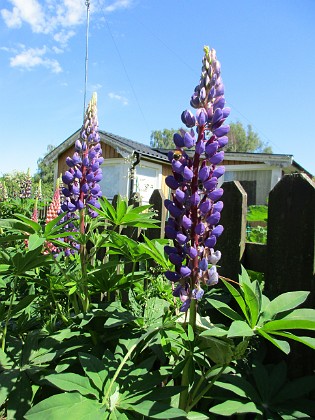 Lupin  
                                 
2016-06-05 Lupin_0005  
Granudden  
Färjestaden  
Öland