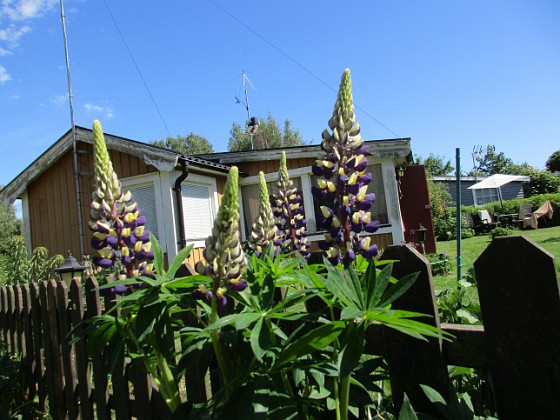 Lupin  
                                 
2016-06-05 Lupin_0008  
Granudden  
Färjestaden  
Öland