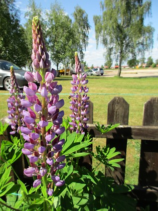 Lupin  
                                 
2016-06-05 Lupin_0078  
Granudden  
Färjestaden  
Öland