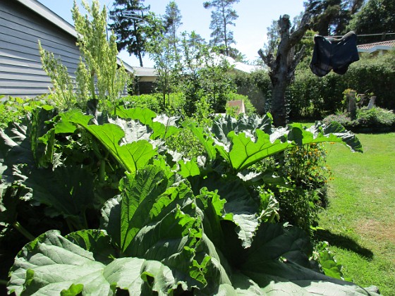 Rabarber  
                                 
2016-06-05 Rabarber_0086  
Granudden  
Färjestaden  
Öland