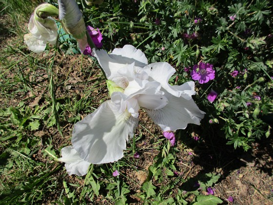 Trädgårdsiris {                                Detta är första året som min #trädgårdsiris blommar! } 