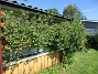                                 (2016-06-05 Kaprifol_0069)