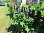                                Lupinerna har börjat blomma. (2016-06-05 Lupin_0003)