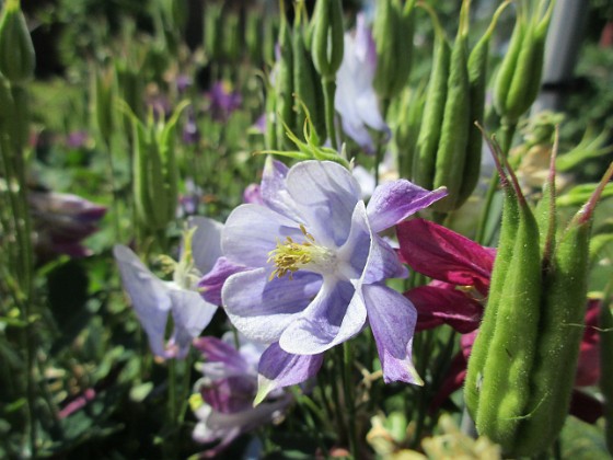 Akleja  
                                 
2016-06-11 Akleja_0066  
Granudden  
Färjestaden  
Öland