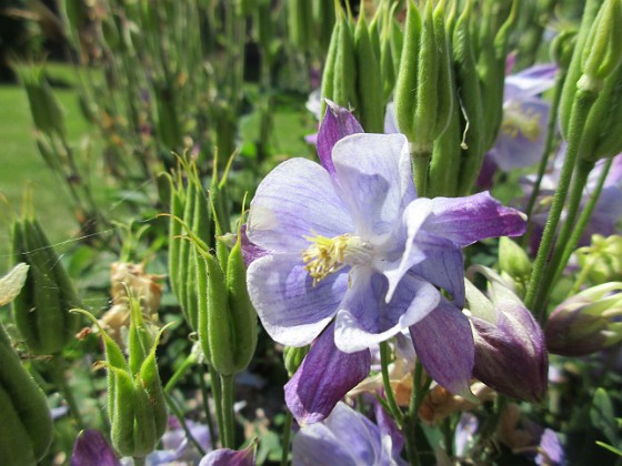 Akleja  
                                 
2016-06-11 Akleja_0069  
Granudden  
Färjestaden  
Öland