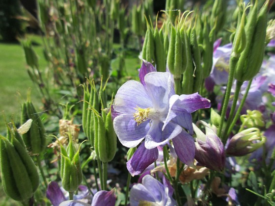 Akleja  
                                 
2016-06-11 Akleja_0070  
Granudden  
Färjestaden  
Öland