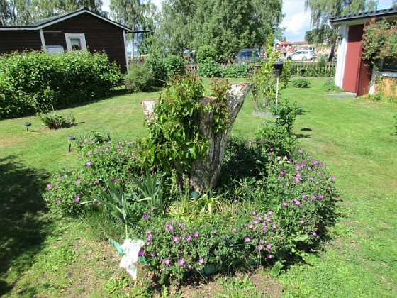 Blodnäva  
                                 
2016-06-11 Blodnäva_0019  
Granudden  
Färjestaden  
Öland