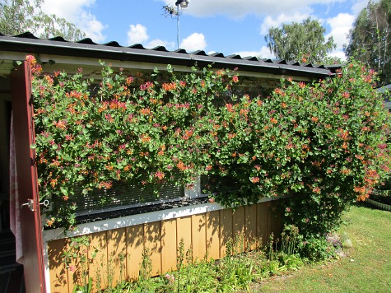 Kaprifol  
                               Det började för några år sedan med att en stjälk av Kaprifol villle växa runt hörnet. Så här blev resultatet!  
2016-06-11 Kaprifol_0017  
Granudden  
Färjestaden  
Öland