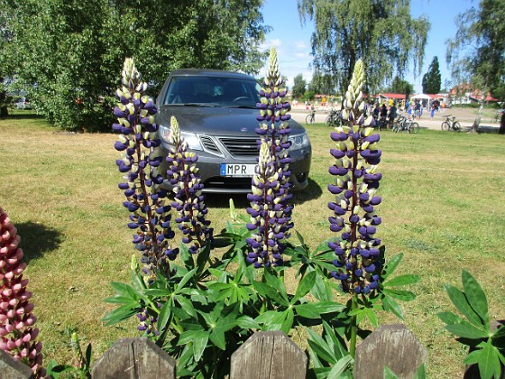 Regnbågslupin  
                                 
2016-06-11 Lupiner_0011  
Granudden  
Färjestaden  
Öland