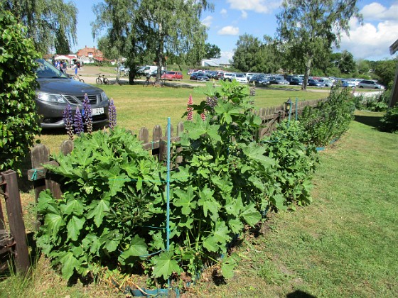 Stockros {                                En liten stackars Pion blir det nog i år. Annars väntar vi på Stockrosorna. } 