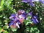                                (2016-06-11 Klematis_0044)