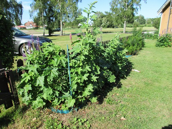 Stockros  
                                 
2016-06-19 Stockros_0022  
Granudden  
Färjestaden  
Öland